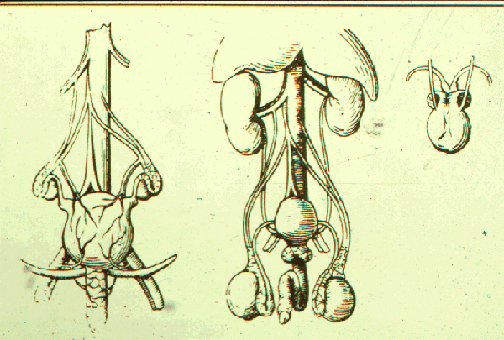 Andreas Vesalius’s illustration of corresponding genitalia